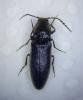 Hemicrepidius sp.